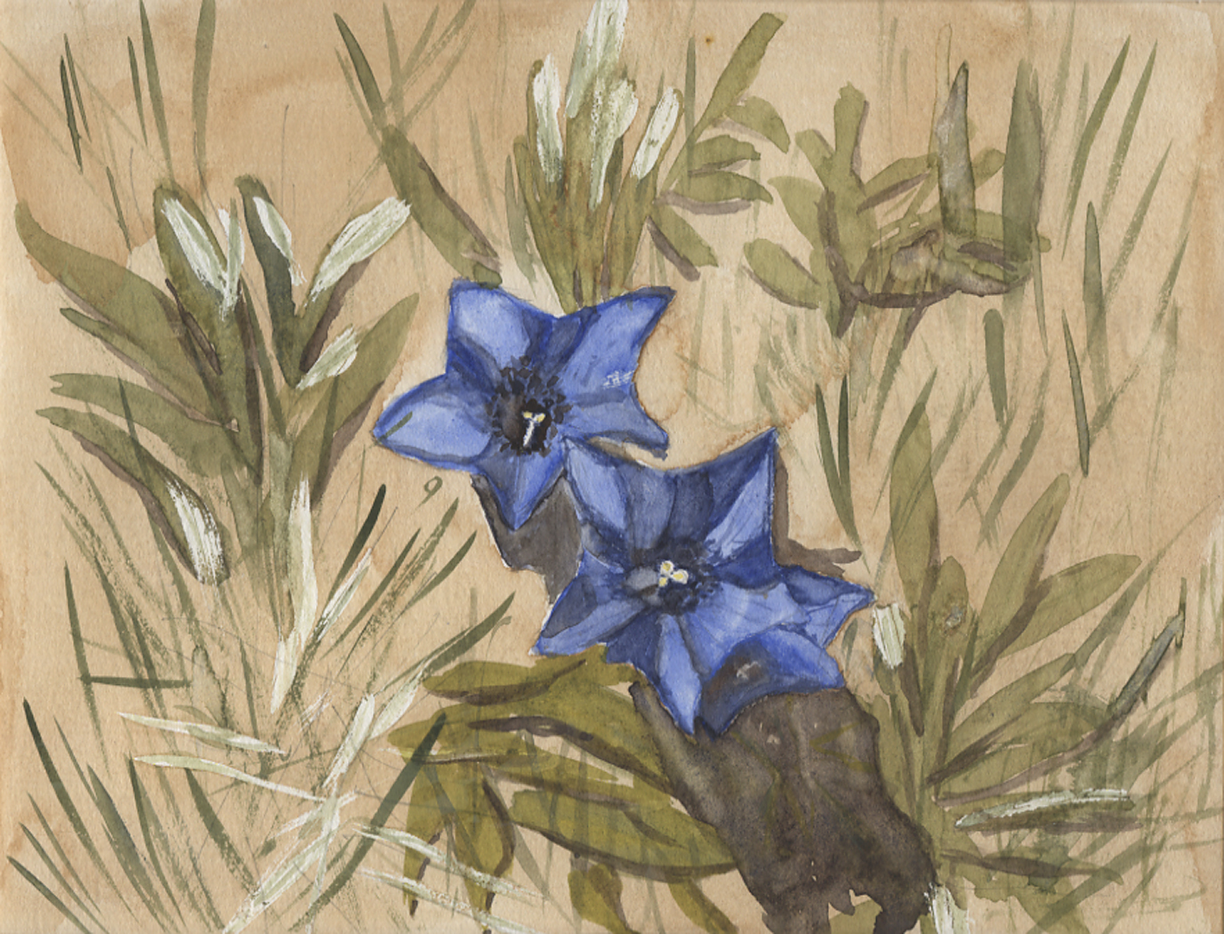 Gentians